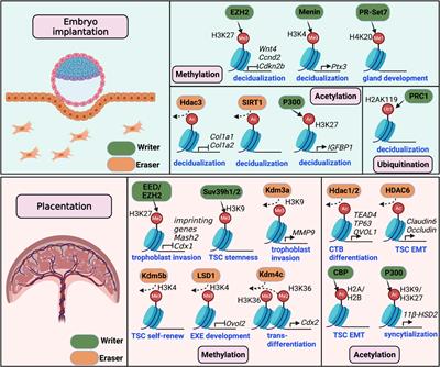 Histone modifications in embryo implantation and placentation: insights from mouse models